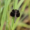 J01_1485 Neurothemis tullia male